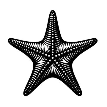 recommend clip art: Starfish monochrome illustration silhouette, sea animal ocean creature outline design