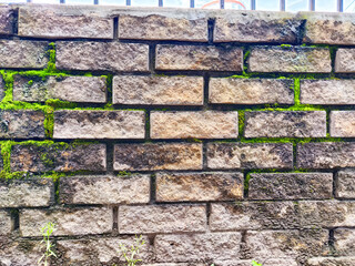 Moss-covered brick wall with green patches in an urban setting during daylight