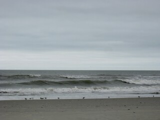Waves on Overcast Beach with Birds