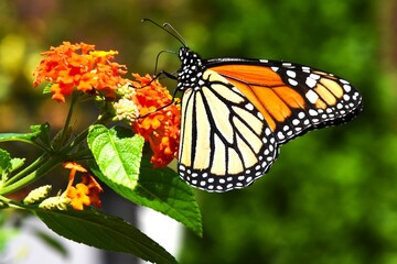 monarch butterfly on flower