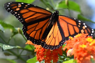 Fototapeta premium monarch butterfly on flower