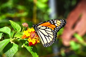 Monarch butterfly on a flower