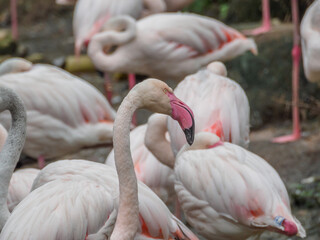 Flamingi w ZOO