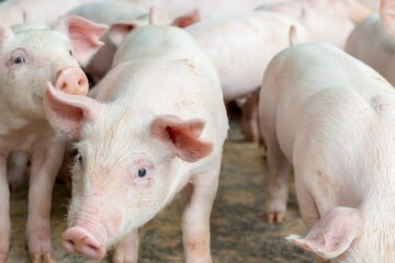 Fotos de porcos na faenda