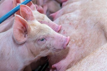 Fotos de porcos na faenda