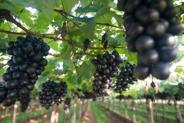 Fotos de uvas no pomar
