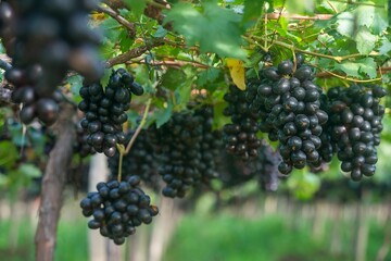 Fotos de uvas no pomar
