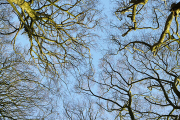 Fototapeta premium Low angle, forest and trees in nature with blue sky for sustainability, ecology and branches in wilderness. Natural environment, plants or leaves in countryside for growth and eco friendly background