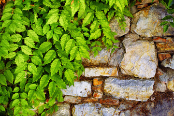 Ancient, plants and stone wall with green growth on building exterior for civilization or history. Background, summer and wallpaper with creeper growing on rock texture surface in medieval garden