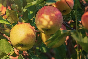 Ripe yellow and red apples on a tree. Fruits, healthy food.