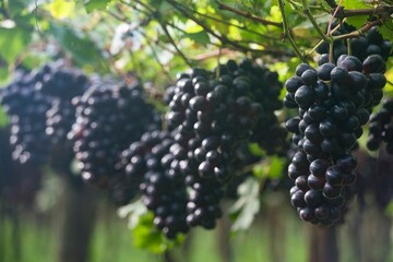 Fotos de uvas no pomar
