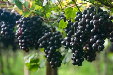 Fotos de uva no pomar