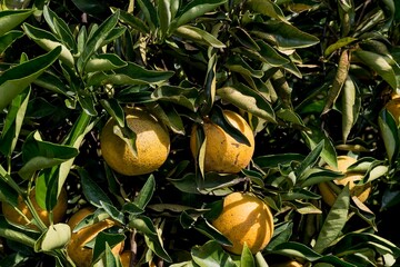 Fotos de laranja no pomar da fazenda