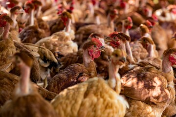 Fotos de galinhas poedeiras na granja