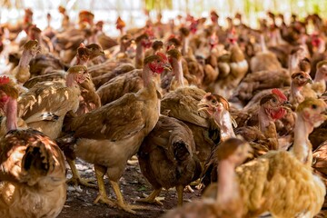 Fotos de galinhas poedeiras na granja