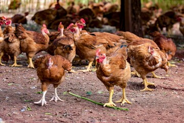 Fotos de galinhas poedeiras na granja