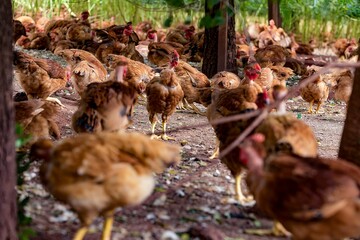 Fotos de galinhas poedeiras na granja