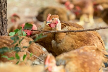 Fotos de galinhas poedeiras na granja