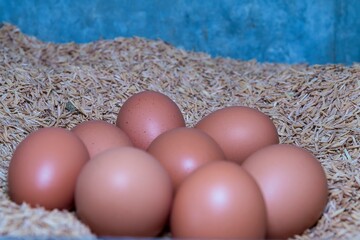 Fotos de ovos caipiras na granja