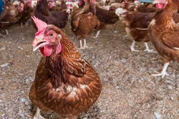 Fotos de galinhas poedeiras na granja