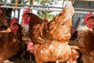 Fotos de galinhas poedeiras na granja