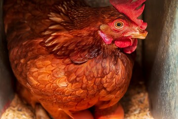 Fotos de galinhas poedeiras na granja