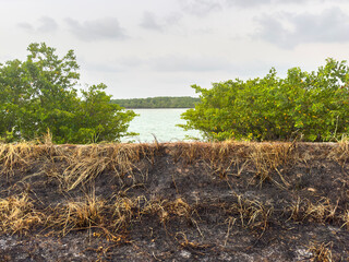 Burned nature by the sea
