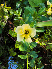 yellow flowers in the garden
