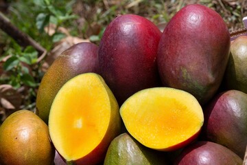 Fotos de Manga diretamente da fazenda