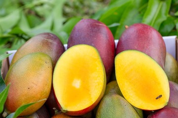 Fotos de Manga diretamente da fazenda