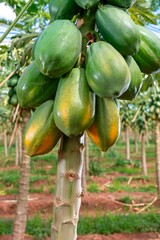 Fotos de mamão direto da fazenda