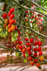 Fotos de tomate cereja diretamente da fazenda