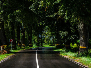 wet asphalt road with markings, turn, trees along the road