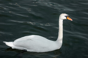 white swan swims in the sea