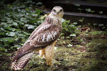 young buzzard at a grave in a cemetery looks into the camera