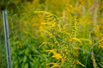  goldenrod flower (solidago) in bloom