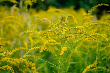 closeup image of a goldenrod flower (solidago) in bloom