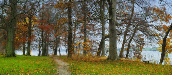 Woods, nature and trees on path at lake with outdoor environment for countryside sustainability. River, landscape and forest floor on calm morning with conservation, ecology and lush natural park