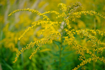 minimalist image of a goldenrod flower (solidago) in bloom
