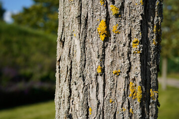 closeup image of a lichen on tree bark