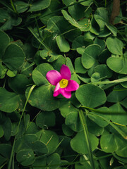 Flower in the garden