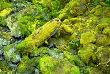 Close up of a stack of rocks completely covered in moss and green with lush foliage, formed by melting ice water that has dried up in late summer.