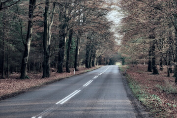 Nature, landscape and road in forest in winter for environment, ecosystem and ecology. Natural background, wallpaper and street in woods for terrain, traveling and scenic destination in countryside