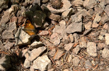 Close up of butterfly, most likely a California Tortoiseshell (Nymphalis californica), perched with wings open on the rocky ground. 