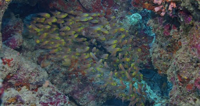Group of yellowhead dwarfgoby fish.