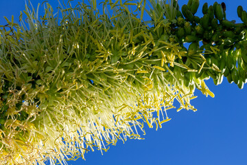 Agave attenuata, also called the foxtail or lion's tail agave or the swan's neck agave