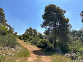 The man-made forest of Mata, planted with Aleppo pine or Jerusalem pine (lat.- Pinus halepensis)