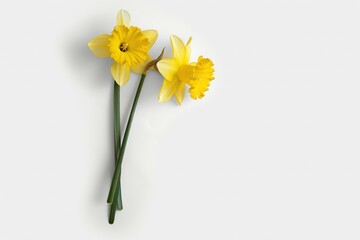 Three stems and flowers of the small-cup daffodil cultivar Pink Rim against a white background. Beautiful simple AI generated image