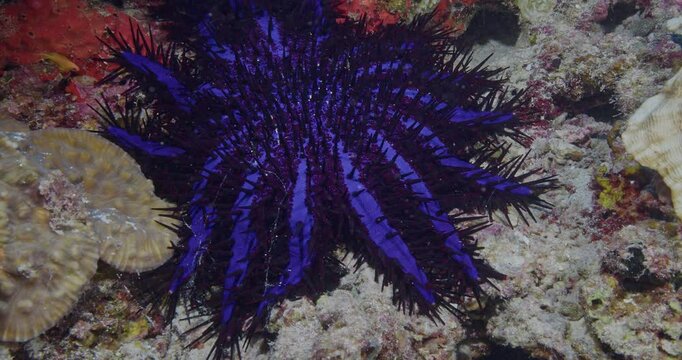 Crown of thorns sea star.