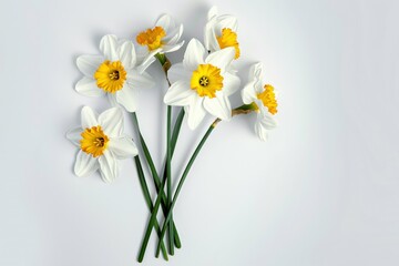 Obraz premium Three stems and flowers of the small-cup daffodil cultivar Pink Rim against a white background. Beautiful simple AI generated image